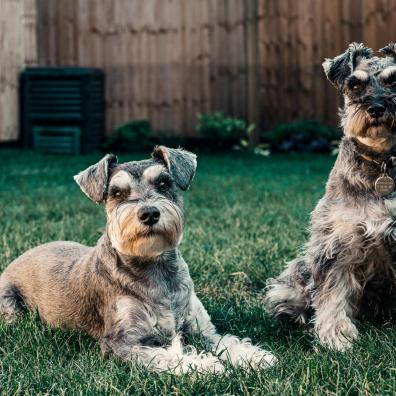 Photo of Dogs on Grass