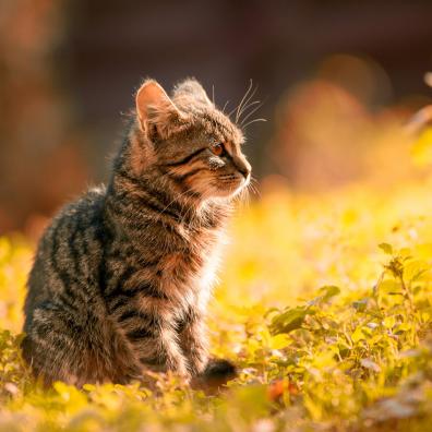Tabby Kitten Sitting on the Grass