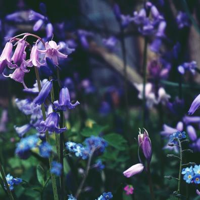 Selective Focus Photo of Purple-petaled Flowers