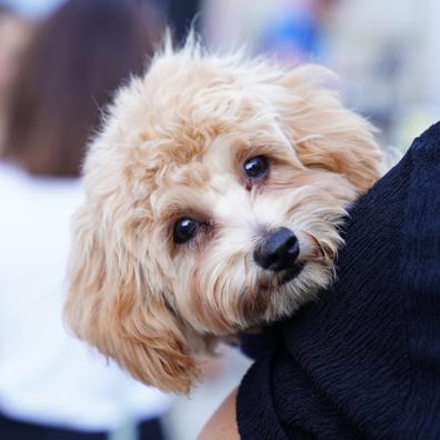 cute dog being carried by a human parent