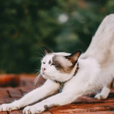 Stretching White Cat