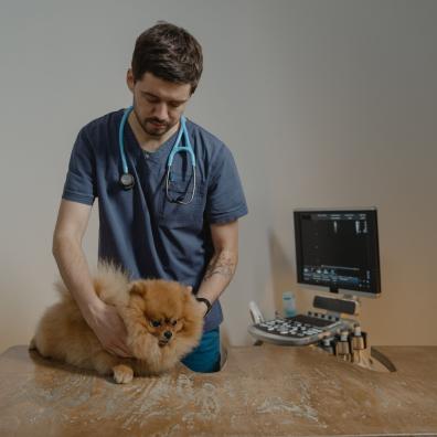 A Vet Holding a Cute Pomeranian