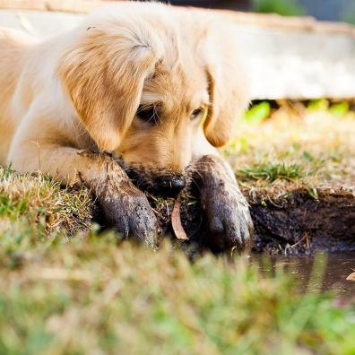 A muddy puppy