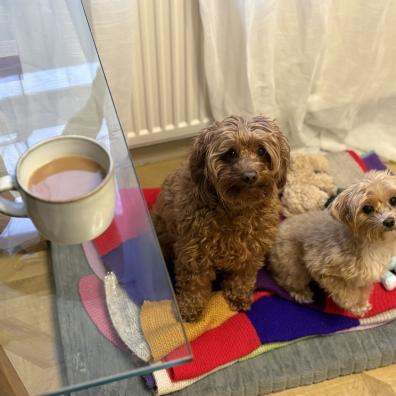 Dogs and a cup of tea