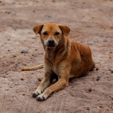 stray-dog