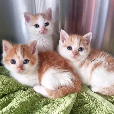 Ginger & white kittens