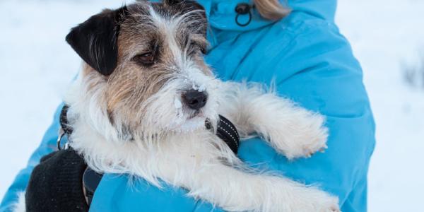 Pet Loss: 12 Thoughtful Ways to Grieve and Remember Your Beloved Companion