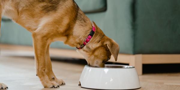 Bioavailability of Plant Proteins in Canine Digestion